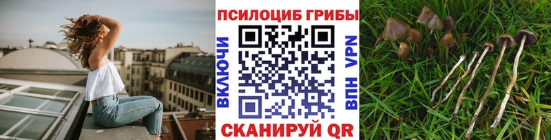 Псилоцибиновые грибы GOLDEN TEACHER Купить Ивангород
